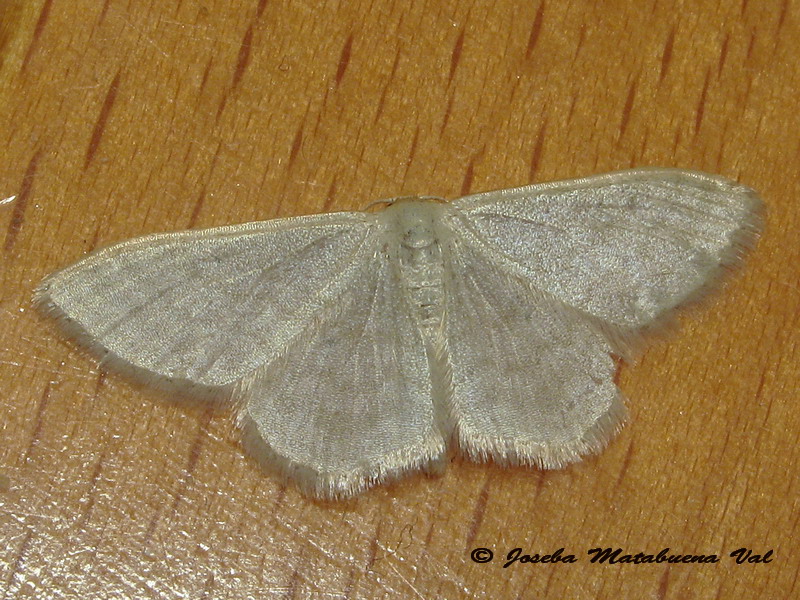 Geometridae da id. - Idaea subsericeata